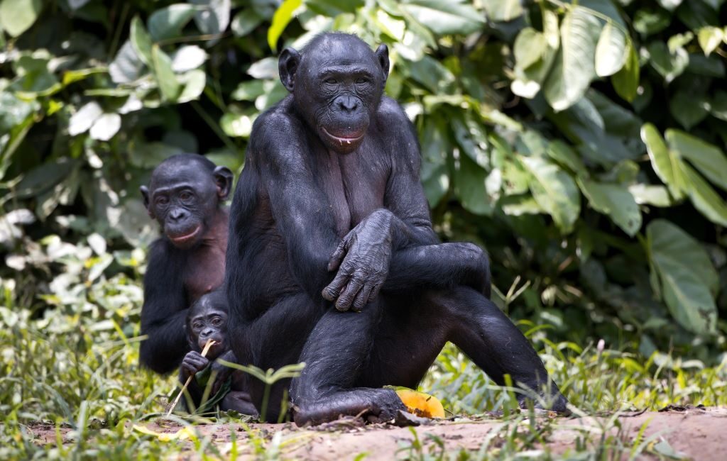 dan gedacht - Bonobo apen agressiever dan gedacht